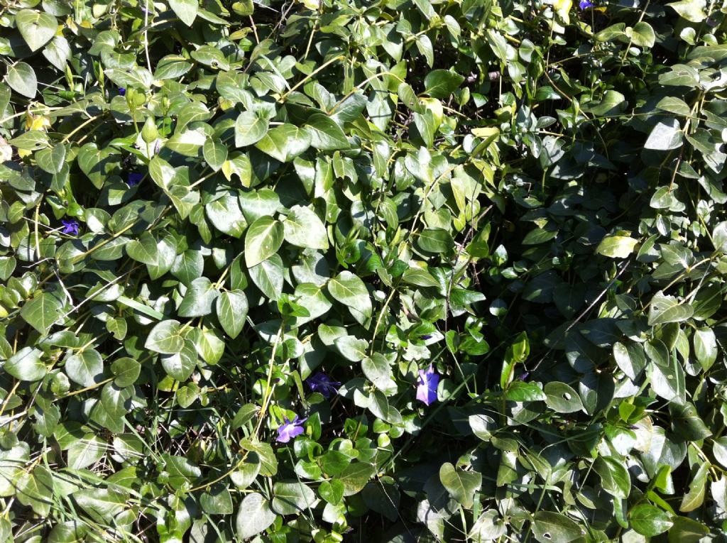 Vinca minor